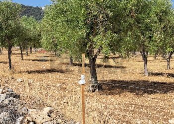 Giardino - Terreno agricolo Contrada Sorciaro, Priolo Gargallo - foto 6