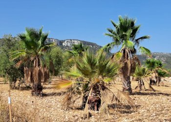 Vista delle montagne - Terreno agricolo Contrada Sorciaro, Priolo Gargallo - foto 7