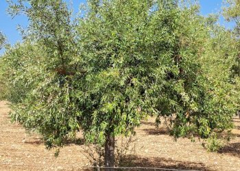 Giardino - Terreno agricolo Contrada Sorciaro, Priolo Gargallo - foto 9