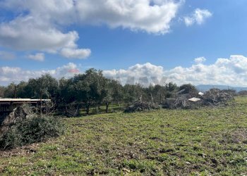 Giardino - Terreno agricolo Contrada Campanio, Ferla - foto 5