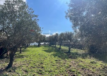 Giardino - Terreno agricolo Contrada Campanio, Ferla - foto 35