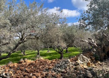Giardino - Terreno agricolo Contrada Campanio, Ferla - foto 36