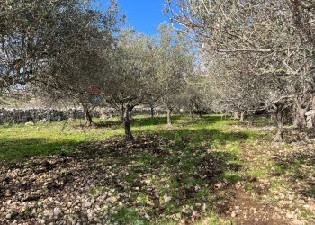 Giardino - Terreno agricolo Contrada Campanio, Ferla - foto 37