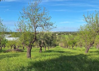 Giardino - Agricultural land Contrada Casale
 
snc, Noto - photo 6