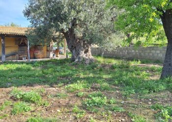 Giardino - Agricultural land Contrada Casale
 
snc, Noto - photo 8