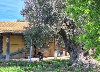 Casa all\'aperto - Agricultural land Contrada Casale
 
snc, Noto - photo 11