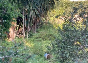 Giardino - Terreno edificabile VIALE DEI LIDI, Siracusa - foto 7