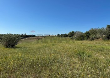 Giardino - Agricultural land Pachino - photo 4