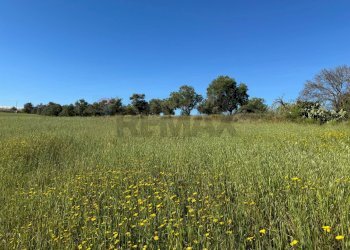 Giardino - Agricultural land Pachino - photo 5
