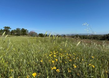 Giardino - Agricultural land Pachino - photo 6