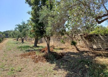 Giardino - Agricultural land Viale Paradiso
snc, Pachino - photo 4