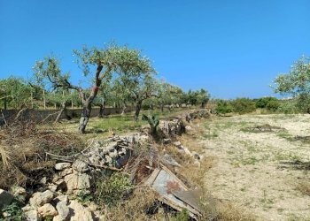 Giardino - Agricultural land Viale Paradiso
snc, Pachino - photo 8