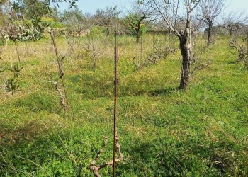 Giardino - Agricultural land Viale Paradiso
snc, Pachino - photo 12