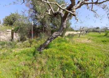 Giardino - Agricultural land Viale Paradiso
snc, Pachino - photo 13