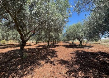Giardino - Villa C.DA FONDO PISANA
 
snc, Portopalo di Capo Passero - foto 81