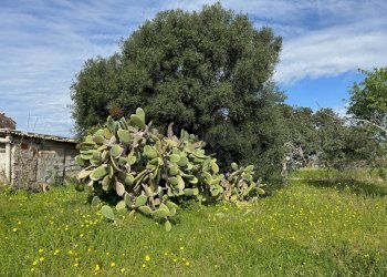 Giardino - Rustico C.DA SAN LORENZO TERRENI NUOVI
 
snc, Noto - foto 12