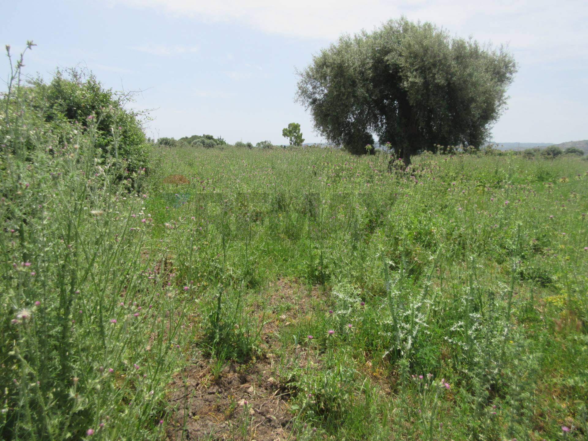 Giardino - Agricultural land pista del sole
s.n.c., Melilli - photo 2