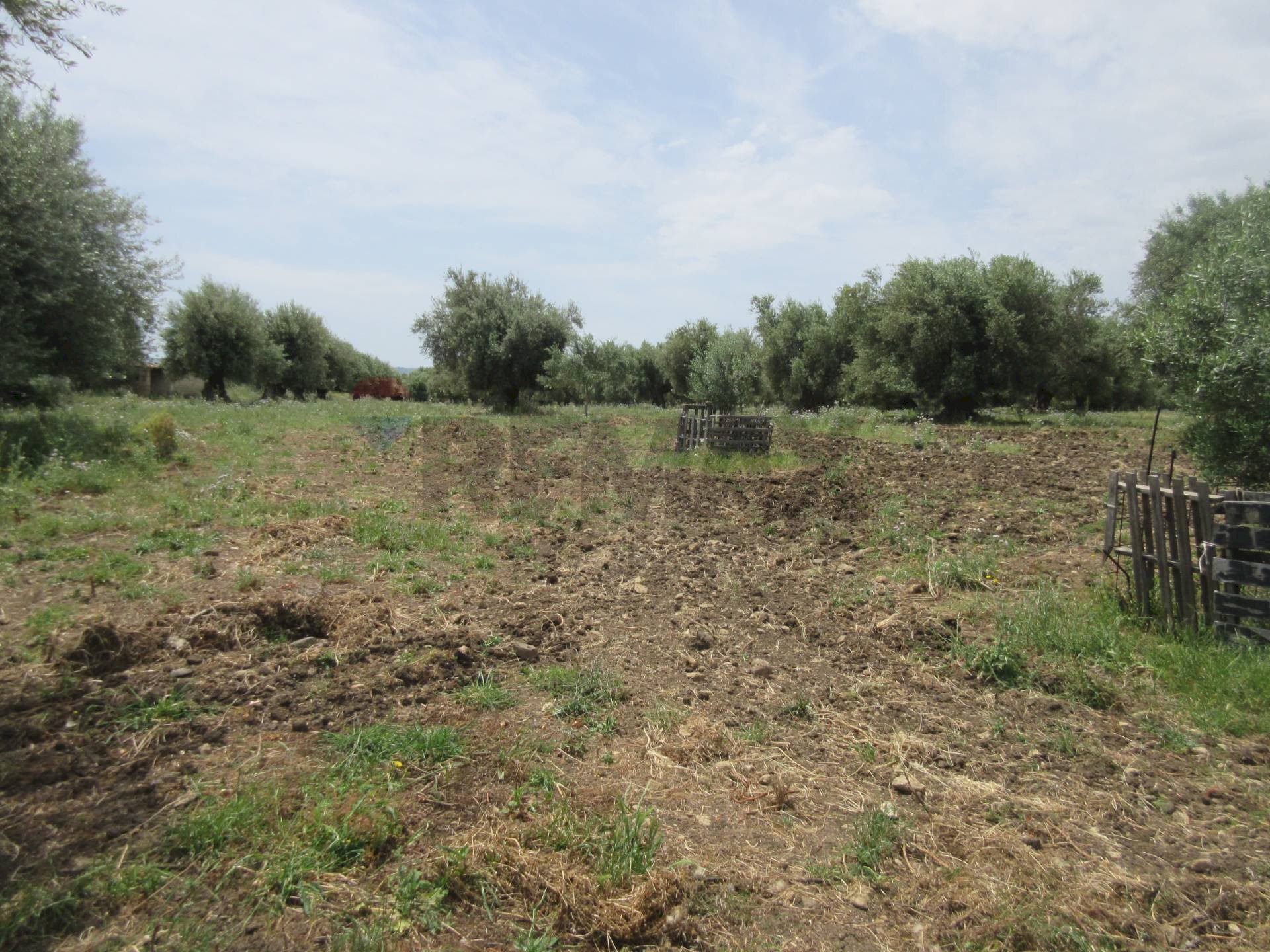 Giardino - Agricultural land pista del sole
s.n.c., Melilli - photo 3
