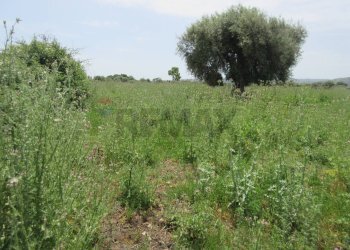 Giardino - Agricultural land pista del sole
s.n.c., Melilli - photo 2