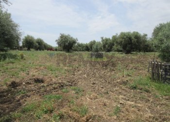 Giardino - Agricultural land pista del sole
s.n.c., Melilli - photo 3