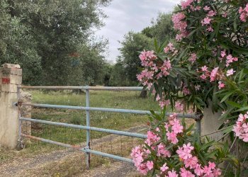 Giardino - Agricultural land pista del sole
s.n.c., Melilli - photo 4