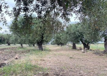 Giardino - Agricultural land pista del sole
s.n.c., Melilli - photo 5