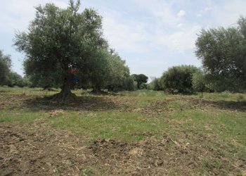 Giardino - Agricultural land pista del sole
s.n.c., Melilli - photo 8