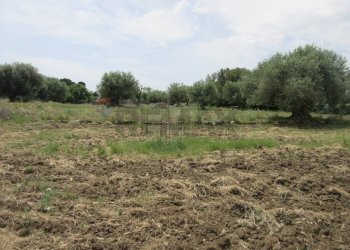 Giardino - Agricultural land pista del sole
s.n.c., Melilli - photo 12