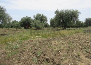 Giardino - Agricultural land pista del sole
s.n.c., Melilli - photo 13