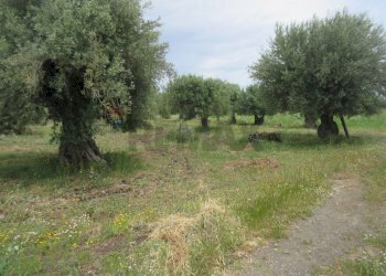 Giardino - Agricultural land pista del sole
s.n.c., Melilli - photo 23