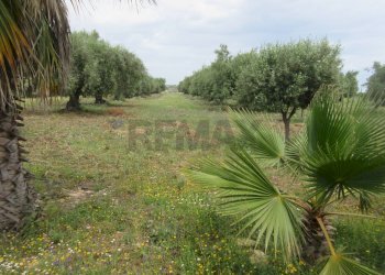 Giardino - Agricultural land pista del sole
s.n.c., Melilli - photo 24