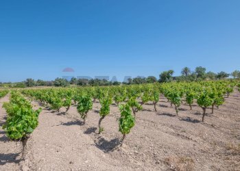 Giardino - Rustico C.DA BONIVINI
 
snc, Noto - foto 29