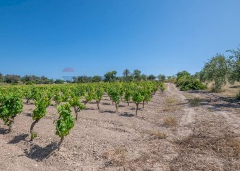 Giardino - Rustico C.DA BONIVINI
 
snc, Noto - foto 30