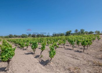 Giardino - Rustico C.DA BONIVINI
 
snc, Noto - foto 31