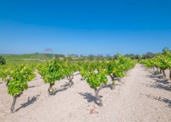 Vista dell\'acqua - Rustico C.DA BONIVINI
 
snc, Noto - foto 34