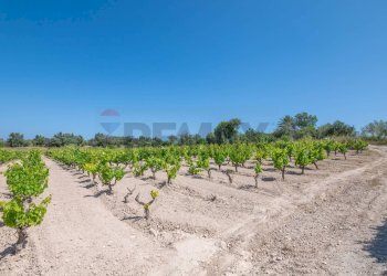 Vista dell\'acqua - Rustico C.DA BONIVINI
 
snc, Noto - foto 35