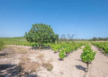 Giardino - Rustico C.DA BONIVINI
 
snc, Noto - foto 36