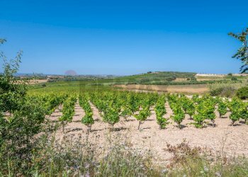 Vista delle montagne - Rustico C.DA BONIVINI
 
snc, Noto - foto 48