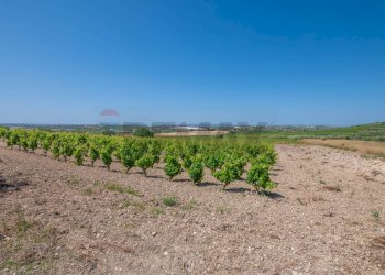 Giardino - Rustico C.DA BONIVINI
 
snc, Noto - foto 50