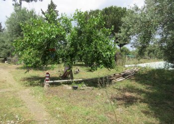 Giardino - Terreno agricolo pista del sole
 
s.n.c., Melilli - foto 14