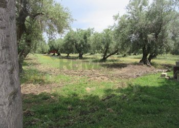 Giardino - Terreno agricolo pista del sole
 
s.n.c., Melilli - foto 15