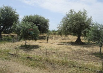 Giardino - Terreno agricolo pista del sole
 
s.n.c., Melilli - foto 17