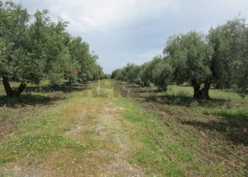 Giardino - Terreno agricolo pista del sole
 
s.n.c., Melilli - foto 18