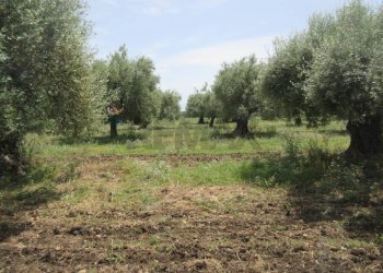Giardino - Terreno agricolo pista del sole
 
s.n.c., Melilli - foto 19