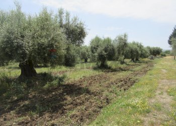 Giardino - Terreno agricolo pista del sole
 
s.n.c., Melilli - foto 20