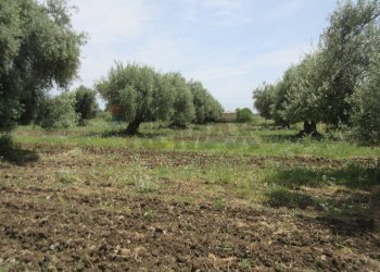 Giardino - Terreno agricolo pista del sole
 
s.n.c., Melilli - foto 21