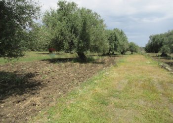 Giardino - Terreno agricolo pista del sole
 
s.n.c., Melilli - foto 22