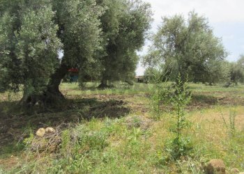 Giardino - Terreno agricolo pista del sole
 
s.n.c., Melilli - foto 24