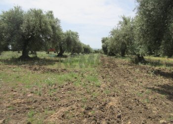 Giardino - Terreno agricolo pista del sole
 
s.n.c., Melilli - foto 26