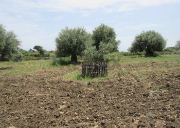 Giardino - Terreno agricolo pista del sole
 
s.n.c., Melilli - foto 27